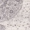 See color option for 7' x 10' Dover Rug