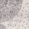 See color option for 6' x 9' Dover Rug