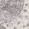 See color option for 3' 3 x 5' 3 Dover Rug