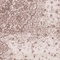 See color option for 8' x 11' Dover Rug