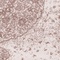 See color option for 7' x 10' Dover Rug