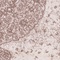 See color option for 6' x 9' Dover Rug