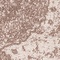 See color option for 3' 3 x 5' 3 Dover Rug