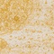 See color option for 8' x 11' Dover Rug