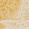 See color option for 7' x 10' Dover Rug