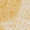 See color option for 6' x 9' Dover Rug