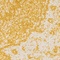 See color option for 3' 3 x 5' 3 Dover Rug