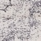 See color option for 3' 3 x 5' 3 Bexley Rug
